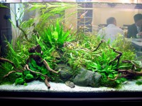 /album/aquarios-plantados/aquario-plantado-3-jpg/